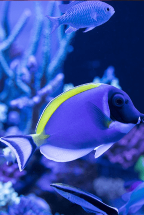 Ornamental Fishes
