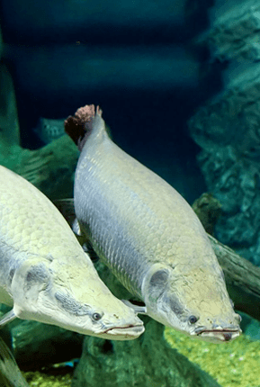 Arapaima