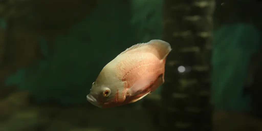 Family Fun at Marine World, Kerala