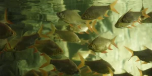 places to visit in Thrissur with family in 1 day