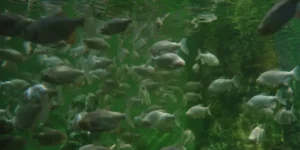 places to visit in Thrissur with family in 1 day