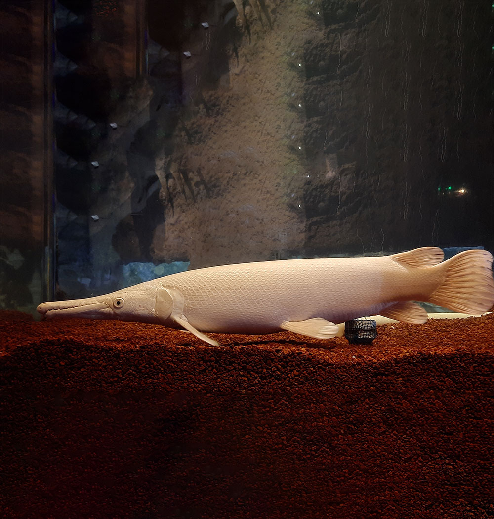 Silver Alligator Gar