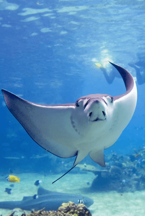 Sting Ray